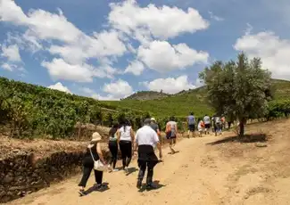 Douro Valley: Day Trip from Porto with Wine, Cheese, & Olive Oil Tasting, Porto, Portugal, Porto Pass.