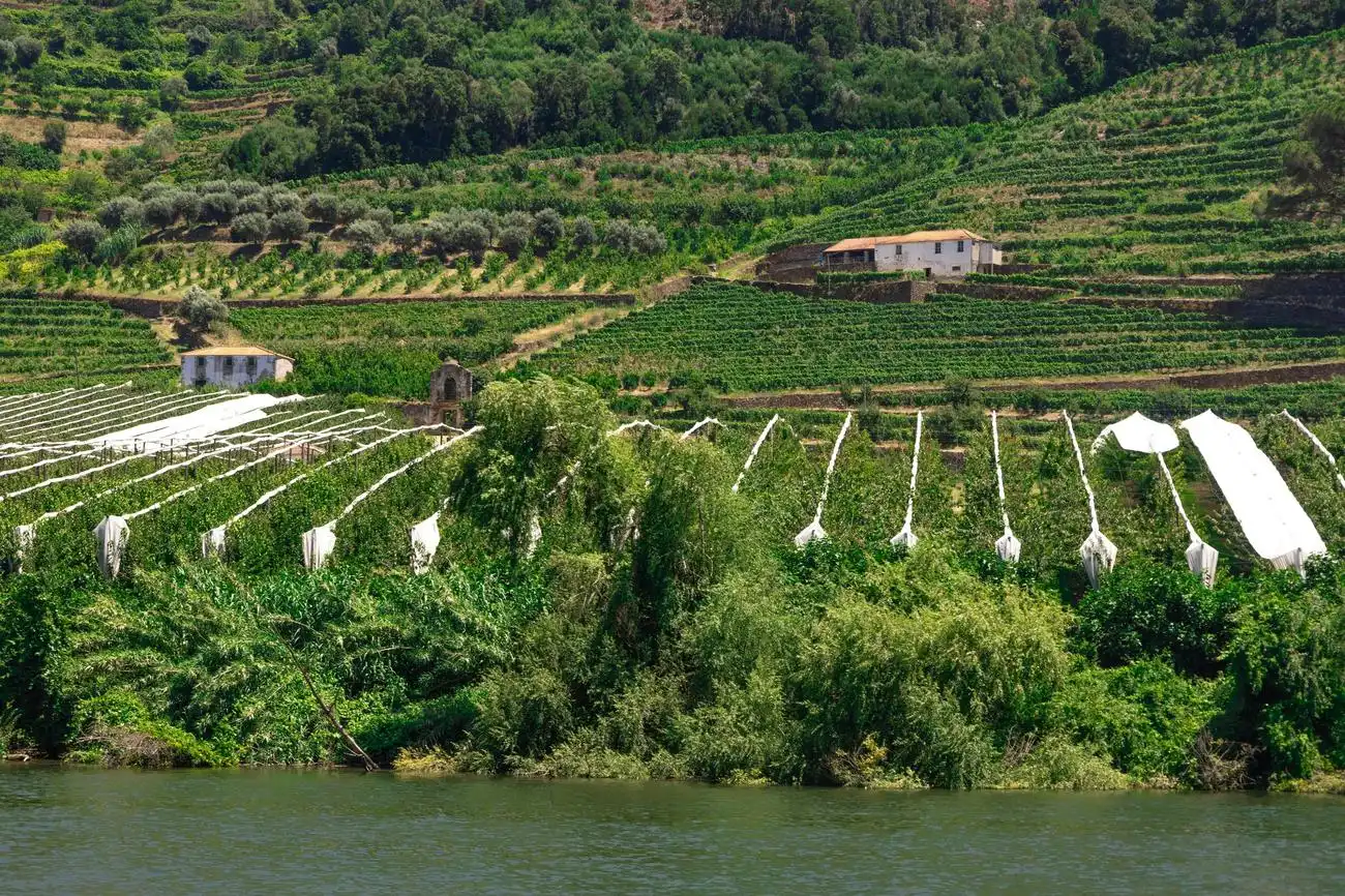 Douro Valley: Downstream Cruise from Régua to Porto with Lunch, Porto, Portugal, Porto Pass.