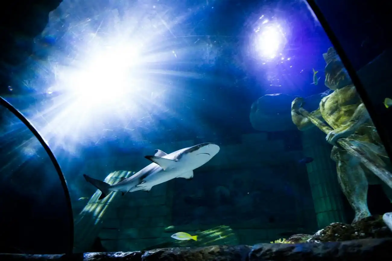 SEA LIFE Porto: Entry Ticket, Porto, Portugal, Porto Pass.