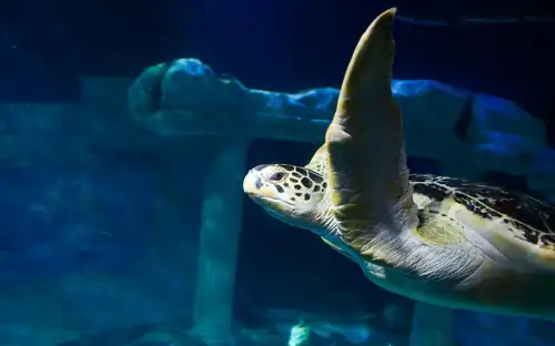 SEA LIFE Porto: Annual Pass, Porto, Portugal, Porto Pass.
