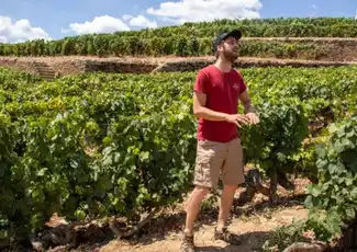 Douro Valley: Day Trip from Porto with Wine, Cheese, & Olive Oil Tasting, Porto, Portugal, Porto Pass.